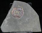 Brilliant Psiloceras Ammonite - England #25818-1
